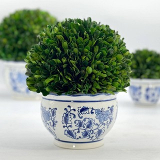 Boxwood Ball Topiary in Round Bulb