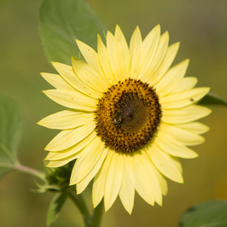 Sunflower Seed Packet